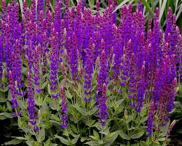 Šalvěj hajní 'Violette Königin'