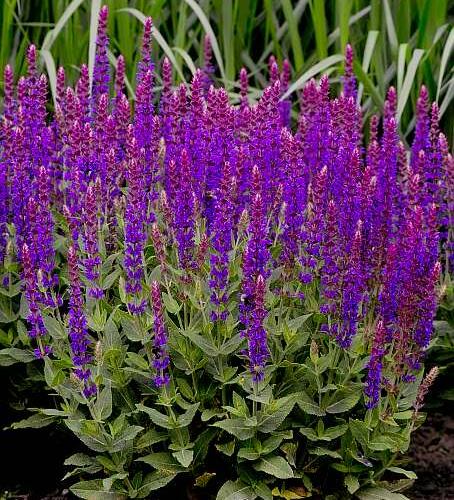 Šalvěj hajní 'Violette Königin' - Salvia nemorosa 'Violette Königin'