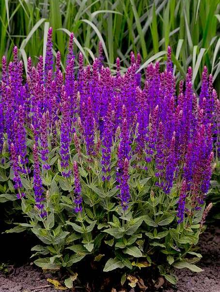 Šalvěj hajní 'Violette Königin' - Salvia nemorosa 'Violette Königin'