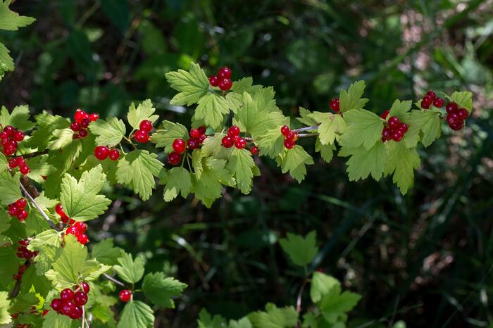 Meruzalka alpská - Ribes alpinum