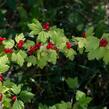 Meruzalka alpská - Ribes alpinum