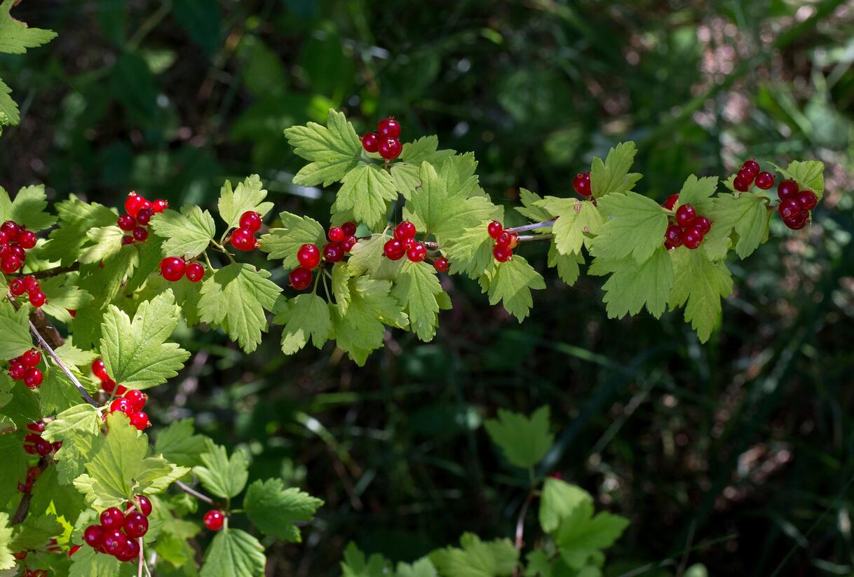 Meruzalka alpská - Ribes alpinum