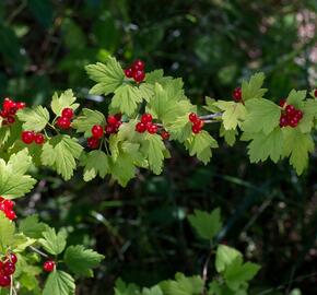 Meruzalka alpská - Ribes alpinum