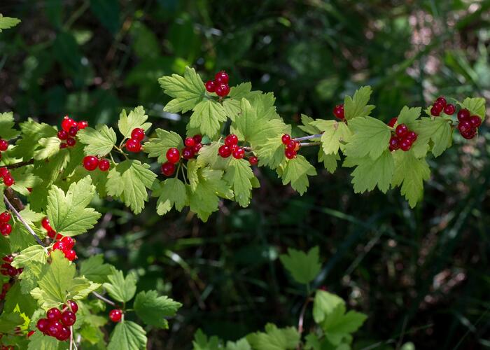 Meruzalka alpská - Ribes alpinum
