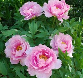 Pivoňka dřevitá 'Lavender' - Paeonia suffruticosa 'Lavender'