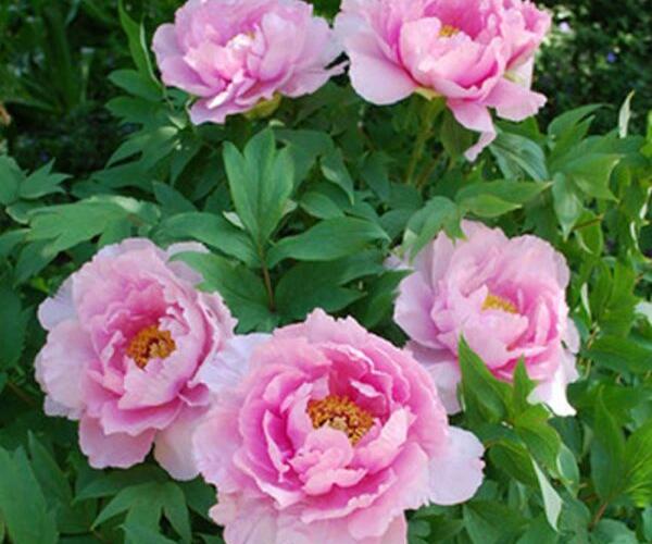 Pivoňka dřevitá 'Lavender' - Paeonia suffruticosa 'Lavender'