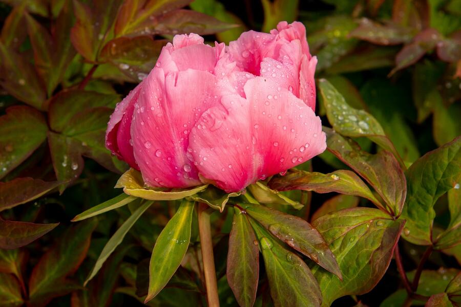 Pivoňka dřevitá 'Violet' - Paeonia suffruticosa 'Violet'