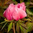 Pivoňka dřevitá 'Violet' - Paeonia suffruticosa 'Violet'