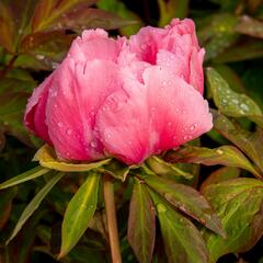 Pivoňka dřevitá 'Violet' - Paeonia suffruticosa 'Violet'