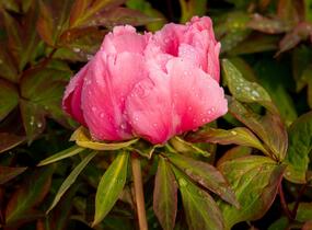 Pivoňka dřevitá 'Violet' - Paeonia suffruticosa 'Violet'