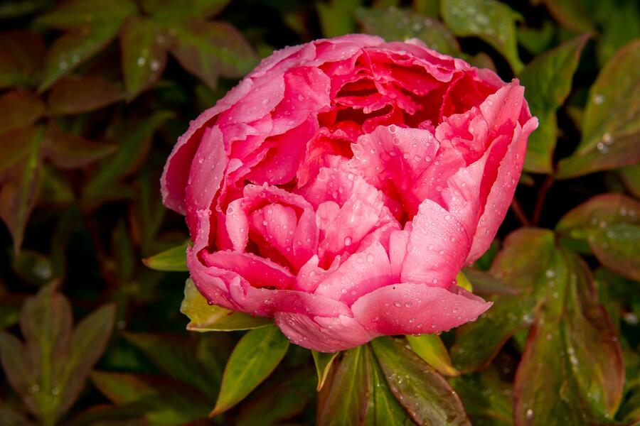 Pivoňka dřevitá 'Violet' - Paeonia suffruticosa 'Violet'