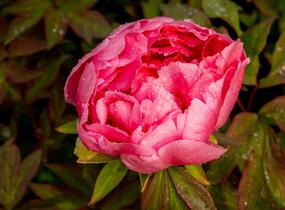 Pivoňka dřevitá 'Violet' - Paeonia suffruticosa 'Violet'