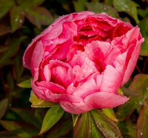 Pivoňka dřevitá 'Violet' - Paeonia suffruticosa 'Violet'