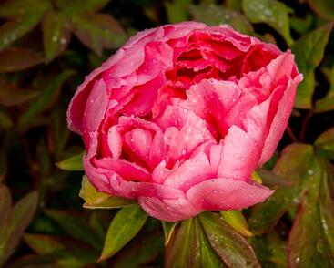 Pivoňka dřevitá 'Violet'