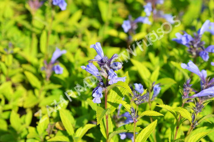 Šanta 'Weinheim Big Blue' - Nepeta 'Weinheim Big Blue'