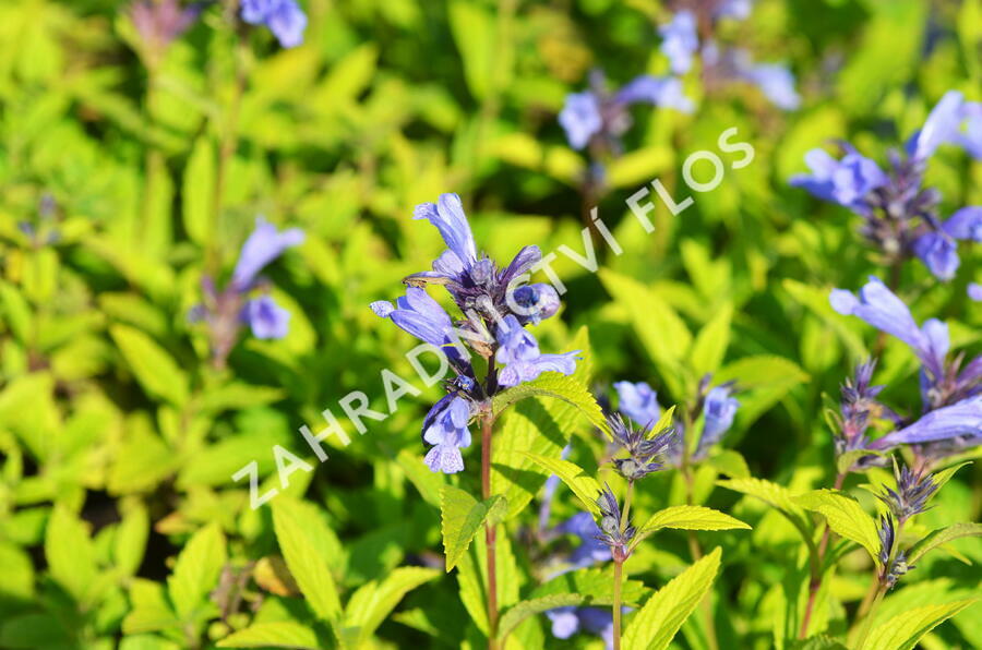 Šanta 'Weinheim Big Blue' - Nepeta 'Weinheim Big Blue'