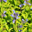 Šanta 'Weinheim Big Blue' - Nepeta 'Weinheim Big Blue'