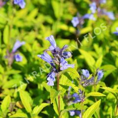 Šanta 'Weinheim Big Blue' - Nepeta 'Weinheim Big Blue'