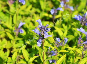Šanta 'Weinheim Big Blue' - Nepeta 'Weinheim Big Blue'