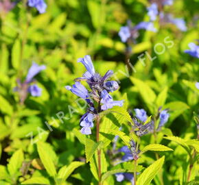 Šanta 'Weinheim Big Blue' - Nepeta 'Weinheim Big Blue'