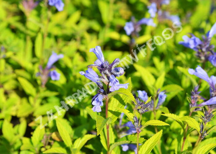 Šanta 'Weinheim Big Blue' - Nepeta 'Weinheim Big Blue'