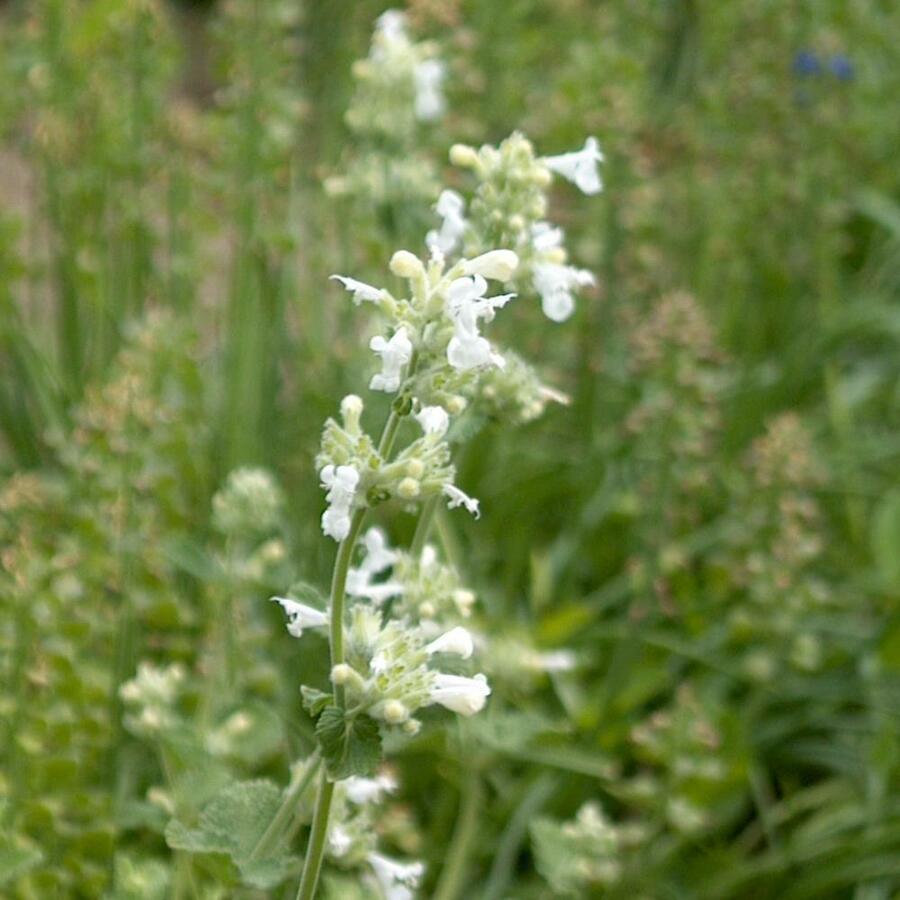 Šanta hroznovitá 'Alba' - Nepeta x faassenii 'Alba'