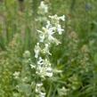 Šanta zkřížená 'Alba' - Nepeta x faassenii 'Alba'