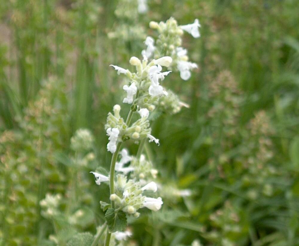 Šanta zkřížená 'Alba' - Nepeta x faassenii 'Alba'