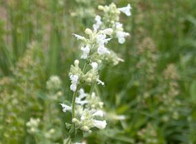 Šanta zkřížená 'Alba' - Nepeta x faassenii 'Alba'