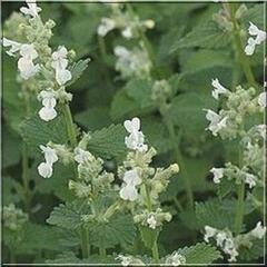 Šanta zkřížená 'Alba' - Nepeta x faassenii 'Alba'