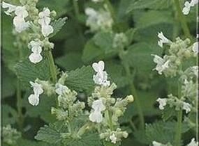 Šanta zkřížená 'Alba' - Nepeta x faassenii 'Alba'
