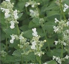 Šanta hroznovitá 'Alba' - Nepeta x faassenii 'Alba'