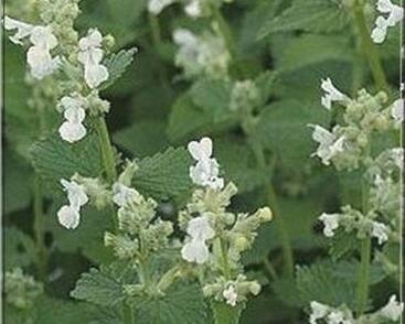 Šanta zkřížená 'Alba'