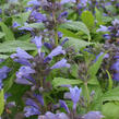 Šanta 'Washfield' - Nepeta subsessilis 'Washfield'