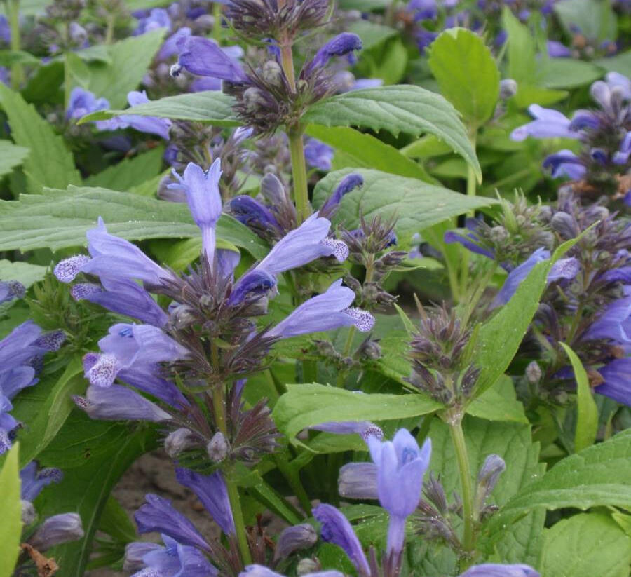 Šanta 'Washfield' - Nepeta subsessilis 'Washfield'