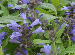 Šanta 'Washfield' - Nepeta subsessilis 'Washfield'
