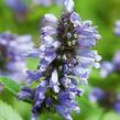 Šanta 'Washfield' - Nepeta subsessilis 'Washfield'