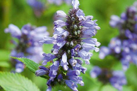 Šanta 'Washfield' - Nepeta subsessilis 'Washfield'