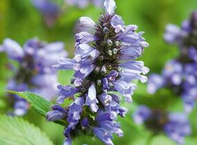 Šanta 'Washfield' - Nepeta subsessilis 'Washfield'