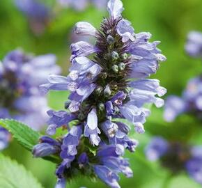 Šanta 'Washfield' - Nepeta subsessilis 'Washfield'