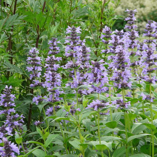 Šanta 'Manchu Blue' - Nepeta manchuriensis 'Manchu Blue'