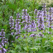 Šanta 'Manchu Blue' - Nepeta manchuriensis 'Manchu Blue'