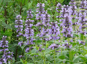 Šanta 'Manchu Blue' - Nepeta manchuriensis 'Manchu Blue'