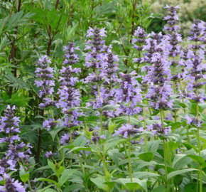 Šanta 'Manchu Blue' - Nepeta manchuriensis 'Manchu Blue'