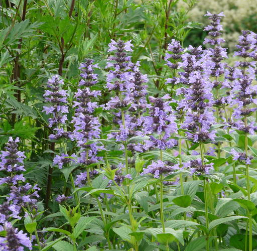 Šanta 'Manchu Blue' - Nepeta manchuriensis 'Manchu Blue'