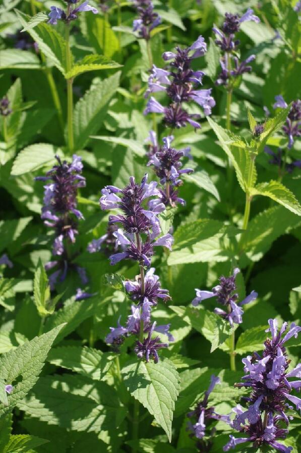 Šanta 'Manchu Blue' - Nepeta manchuriensis 'Manchu Blue'