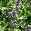Šanta 'Manchu Blue' - Nepeta manchuriensis 'Manchu Blue'