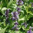 Šanta 'Manchu Blue' - Nepeta manchuriensis 'Manchu Blue'