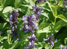 Šanta 'Manchu Blue' - Nepeta manchuriensis 'Manchu Blue'