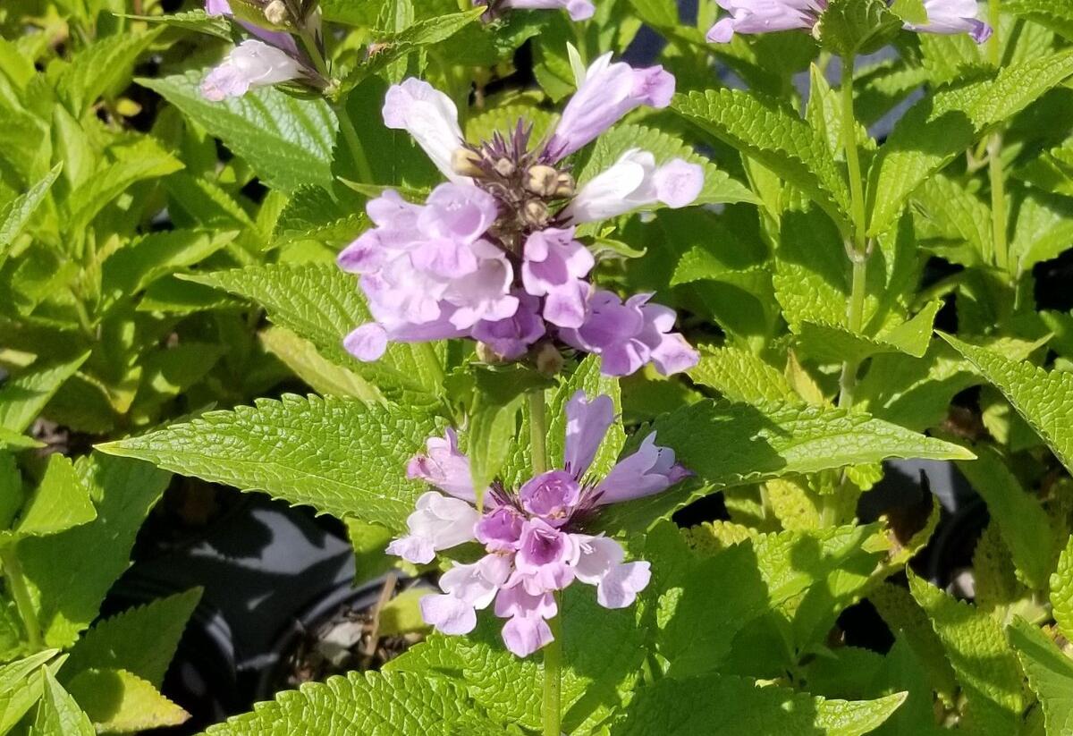 Šanta 'Sweet Dreams' - Nepeta subsessilis 'Sweet Dreams'